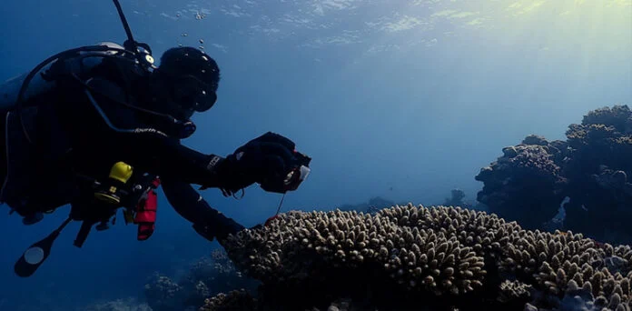 Ocean Discovery: Hidden Lab or Future Pharmacy? Diver studying coral reef in the Red Sea for ocean discovery and medical research