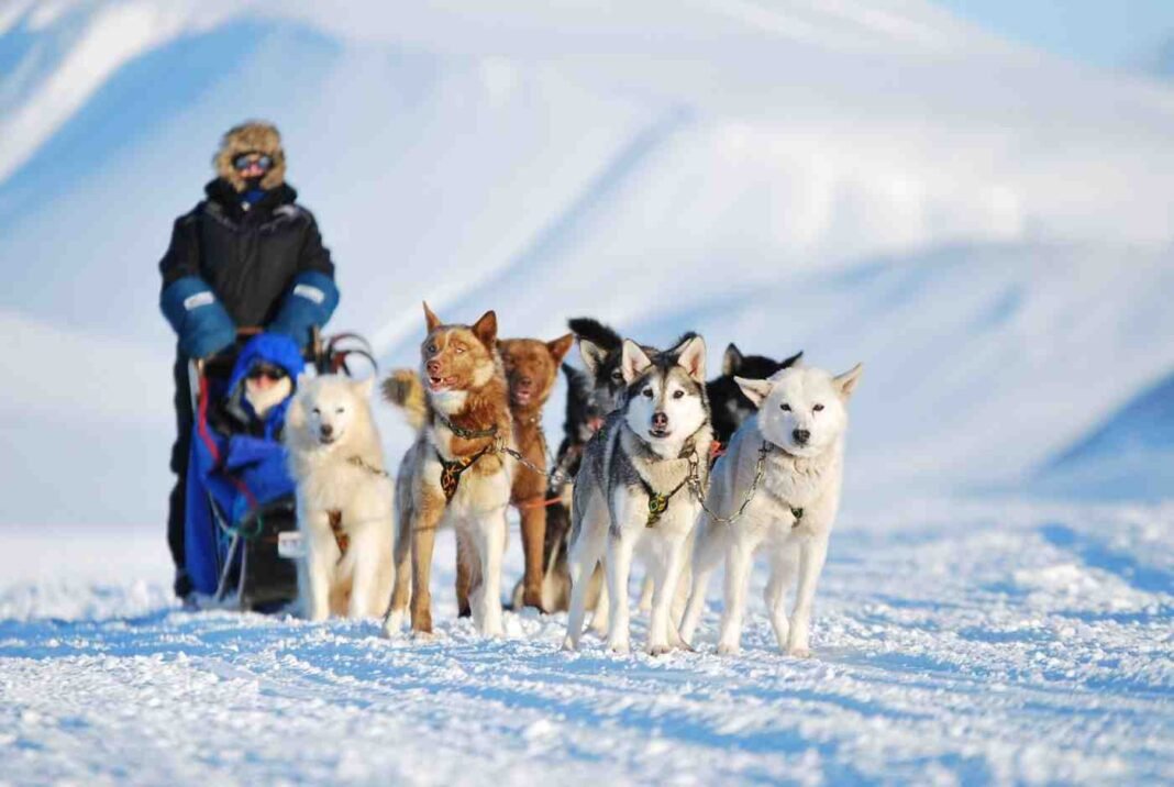 Samar Khan Arctic expedition dog sled blizzard