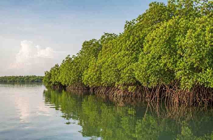 Mangrove trees along calm coastal water in Karachi
