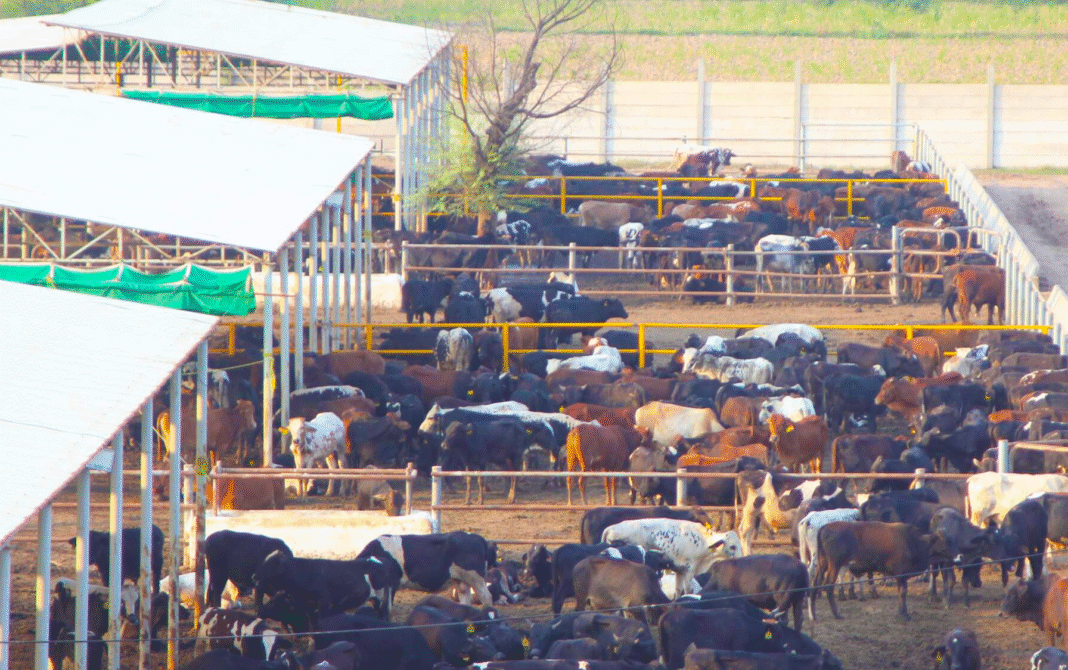 Livestock farming in Punjab with cattle prepared for meat export