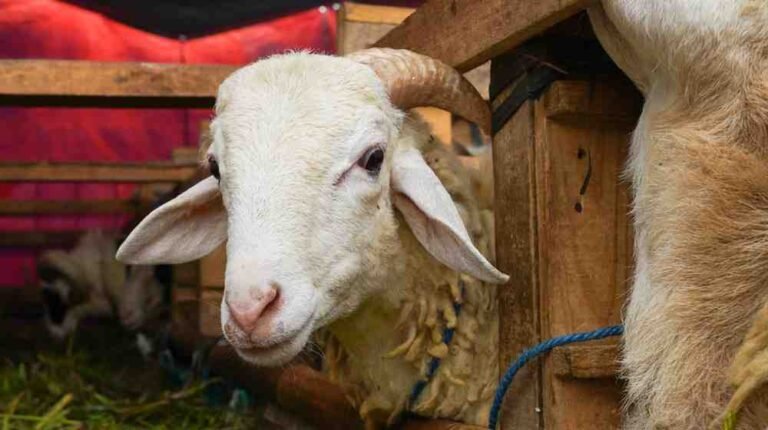 Eid al-Adha 2026: Date, Meaning & How It’s Celebrated