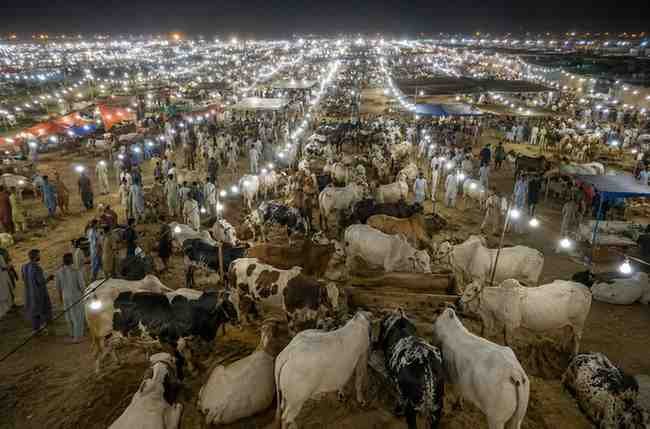 Crowded cattle market with sacrificial animals and visitors in Karachi