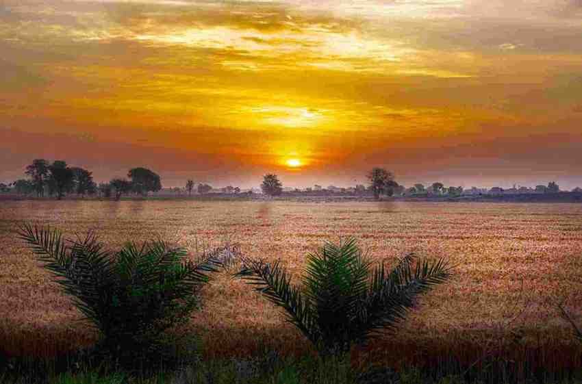 Punjab farmland sunset agriculture fields