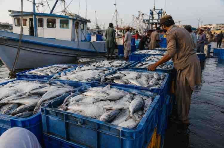 Fish exports at a busy Pakistani fishing dock
