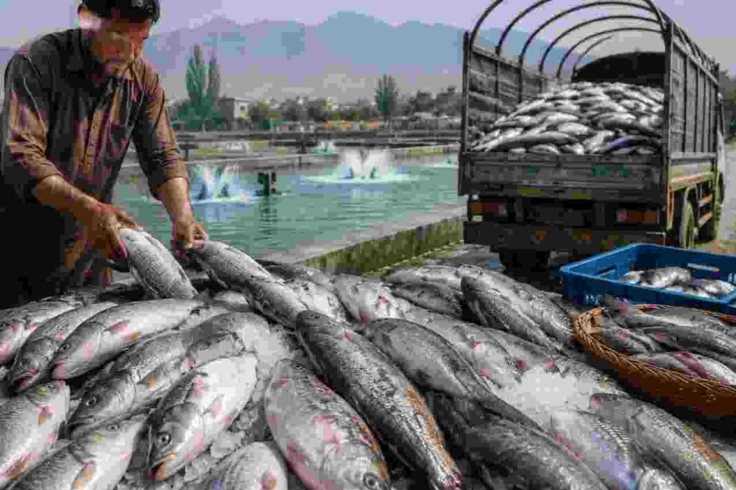 KP Fish Crisis: 94% Supply Imported Fresh fish market showing fish supply challenges in Khyber Pakhtunkhwa