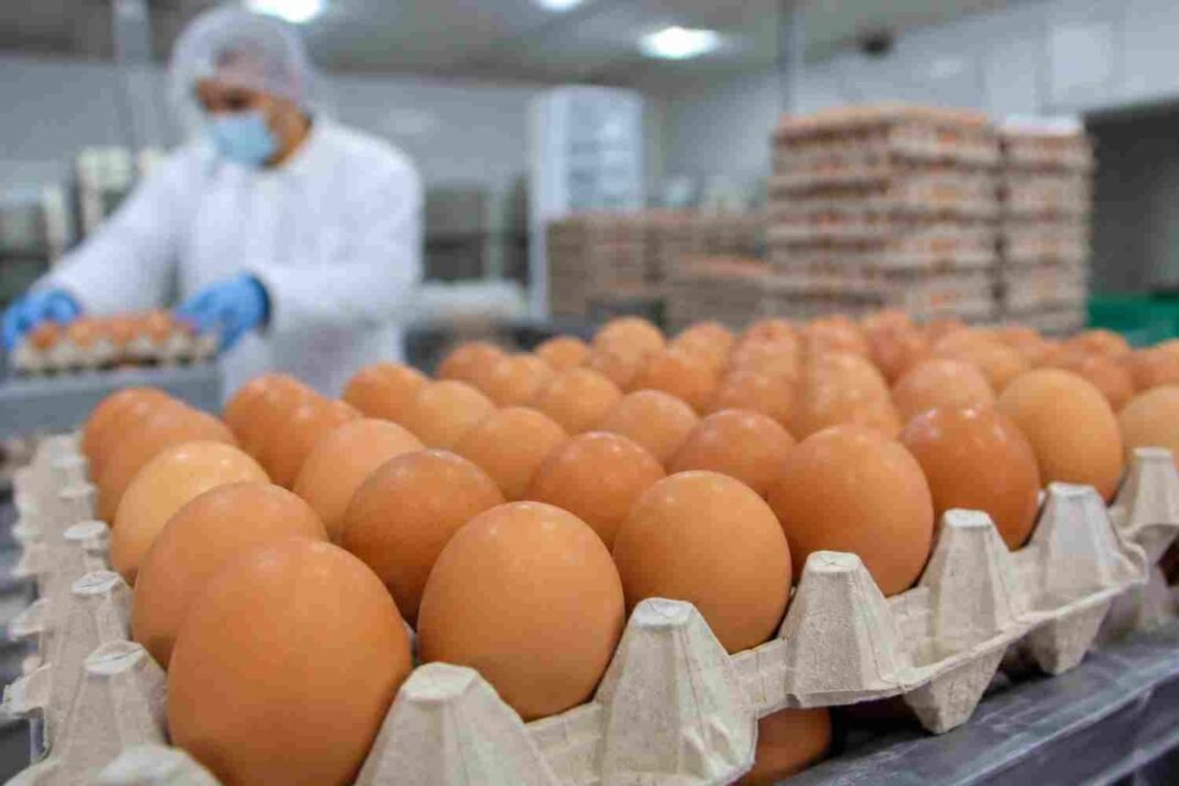 Belgium Recalls 2 Million Eggs Over Safety Alert Belgium egg recall over salmonella outbreak