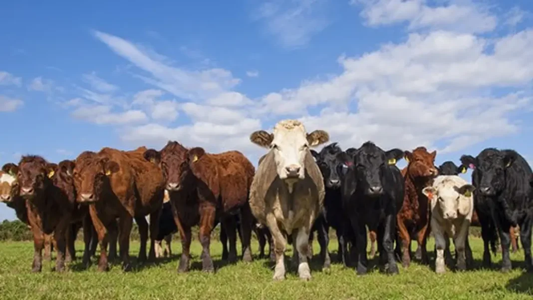 Pakistan Meat Exports: Bovine Meat’s Gulf-Driven Climb ($405M) Cattle herd in a field - Pakistan meat exports
