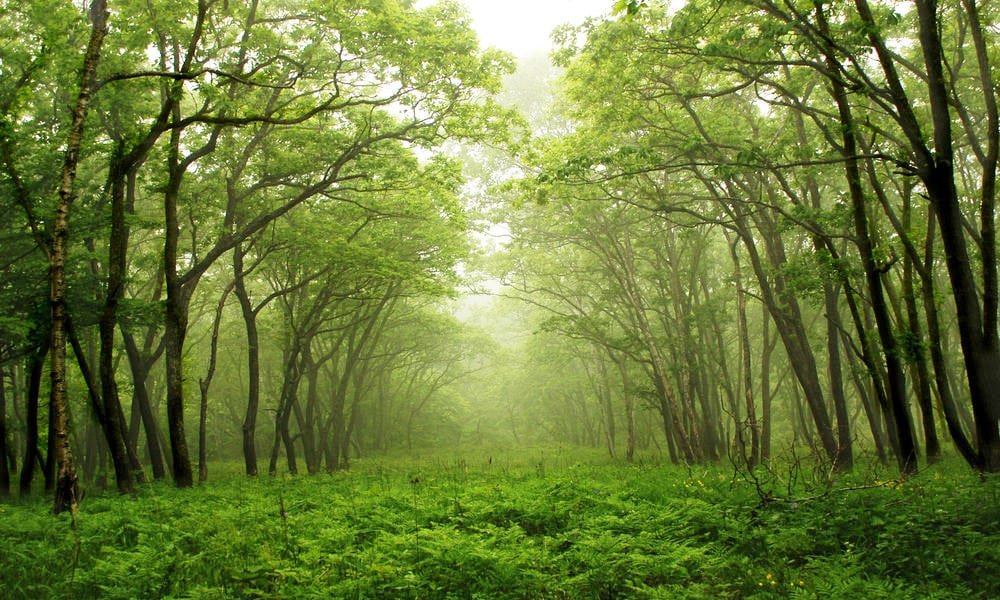 Changa Manga Forest: Why You Should Visit & When to Go | Explore Pakistan Changa Manga Forest: Why You Should Visit & When to Go | Explore Pakistan