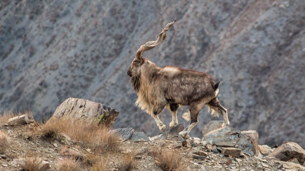 Chitral Gol National Park: Why You Should Visit & When to Go | Explore Pakistan Chitral Gol National Park: Why You Should Visit & When to Go | Explore Pakistan