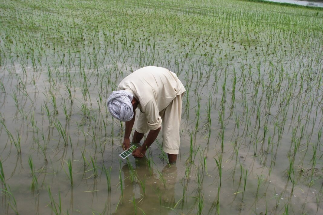 How CPEC 2.0 Can Strengthen Pakistan’s Vulnerable Food Security