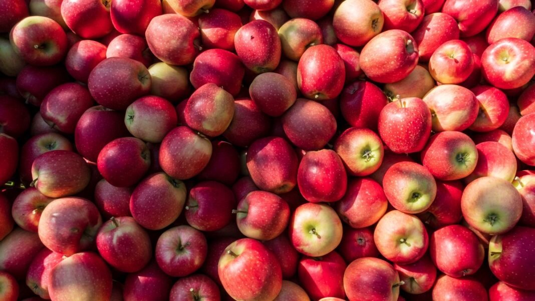 Fruit Trees to Plant in Fall for a Healthy Harvest Fruit Trees to Plant in Fall for a Healthy Harvest