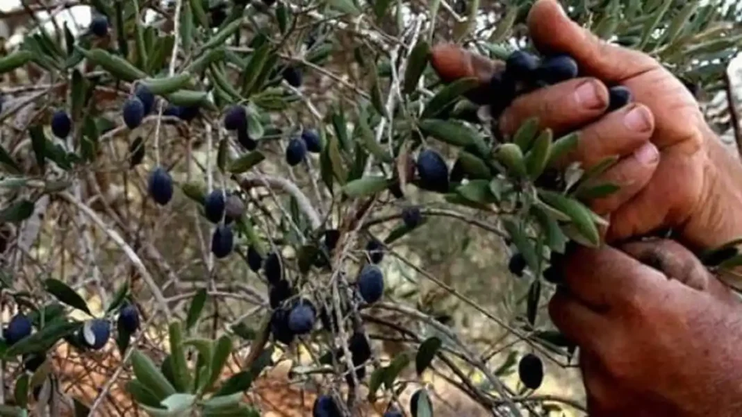 Olive Farming Can Cut Pakistan’s  Billion Edible Oil Import Bill, Say Experts