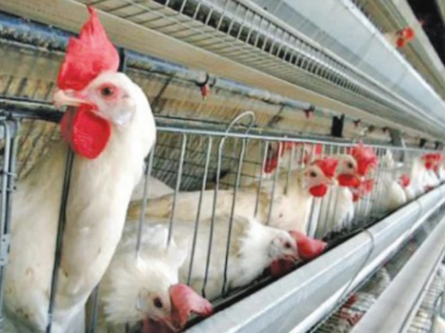 Poultry Sector Needs Export Strategy, Says Industries Adviser at IPEX 2026 Poultry Sector Needs Export Strategy, Says Industries Adviser at IPEX 2026