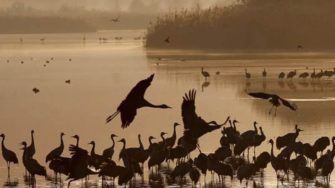 Jamshoro Illegal Bird Trade Raid Seizes 1,700 Birds