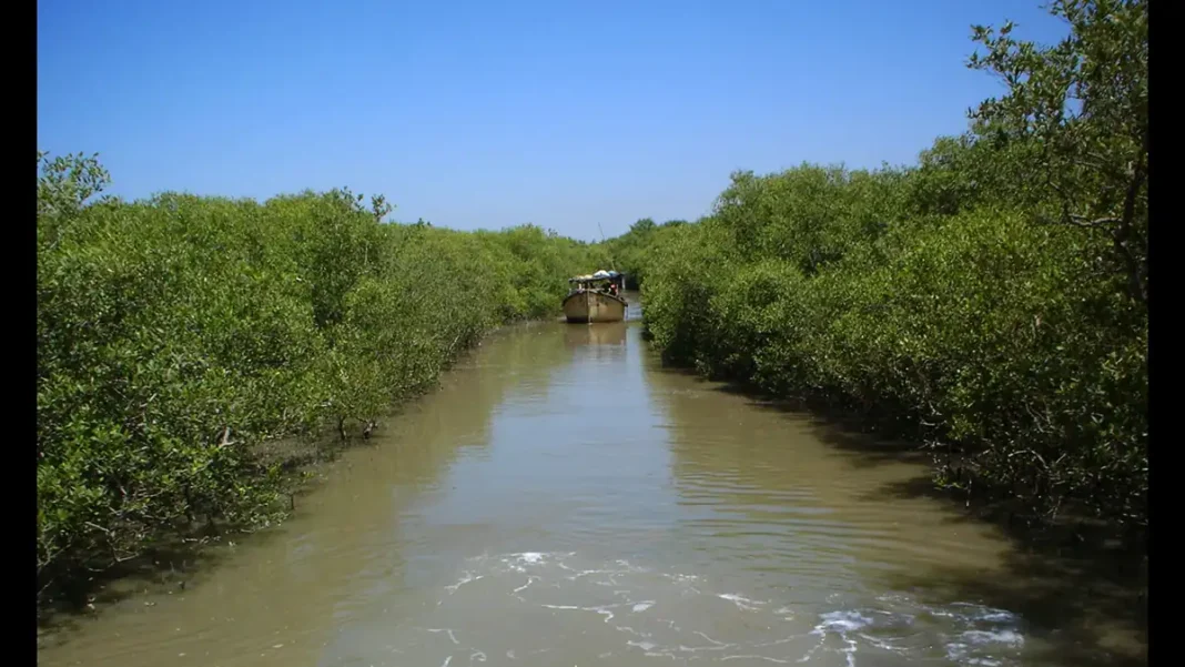 Karachi Mangroves Loss Raises Flood and Erosion Risk: Suparco Karachi mangroves loss flood erosion - mangrove tidal creek with boat