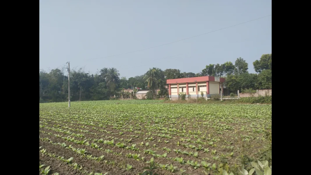 Multinationals Begin Buying Surplus Tobacco Tobacco crop in a field — surplus tobacco