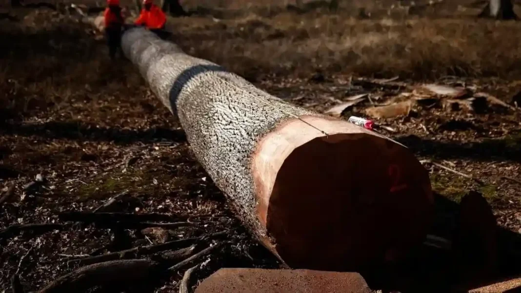 Global Deforestation Slowed in 2025, but Congo Basin Losses Surged Felled tree in a forest clearing as global deforestation slowed in 2025 but surged in the Congo Basin