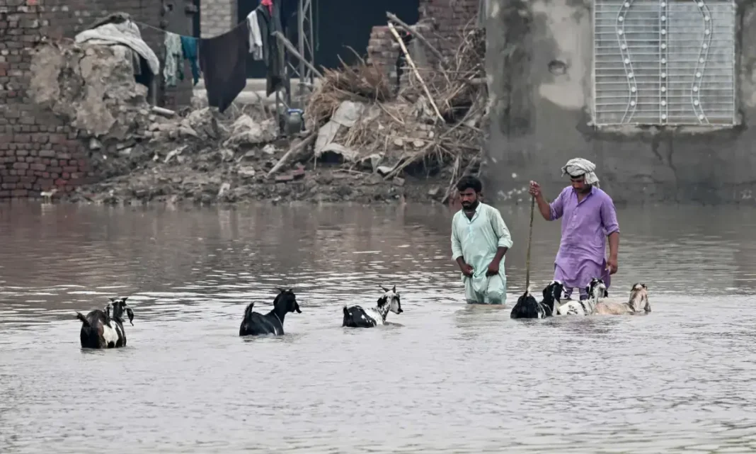 Monsoon 2026 Killed 65 in Punjab, Injured 382, Says PDMA Report Punjab monsoon deaths 2026: people wade through floodwater in Muridke with livestock