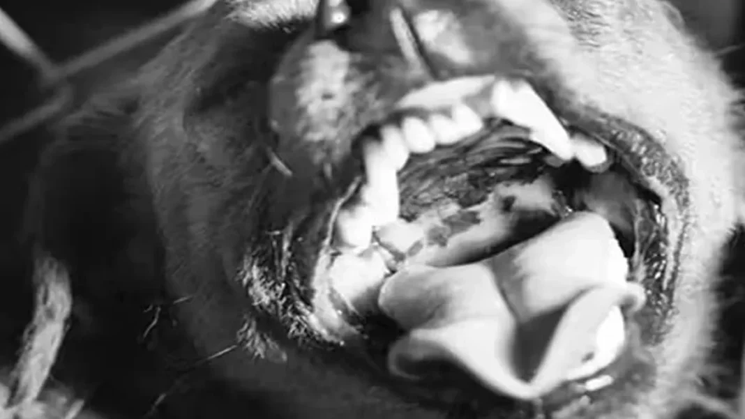 Rabies claims third life in Punjab this October as dog bites persist A dog bares its teeth; rabies deaths in Punjab reached three this October