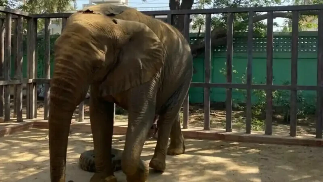 Sri Lankan Vet Dr Bandara Returns Home as Concerns Grow Over Madhubala’s Health Madhubala the elephant standing in her enclosure at Karachi Safari Park; Madhubala elephant health concerns continue