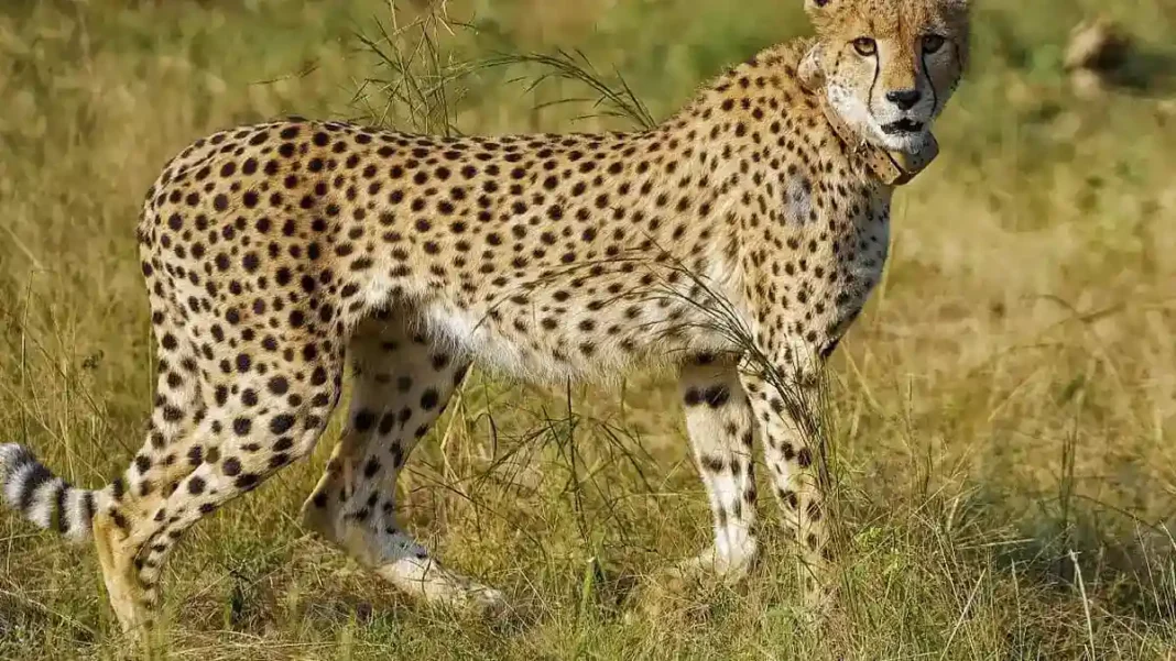 India Orders Probe After First Cheetah Shooting Radio-collared cheetah in grassland — cheetah shooting