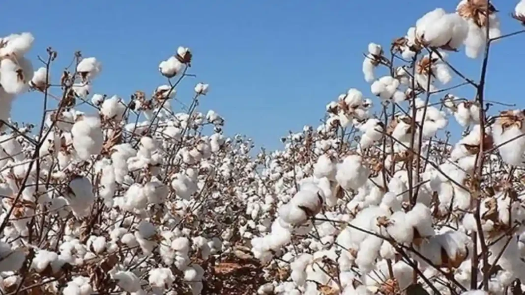 Cotton arrivals cross 4 million bales as Sindh stays ahead, PCGA says