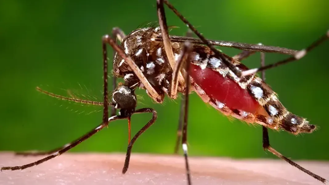 Dengue Cases Surge: KP Reports 3,771 Cases as Islamabad Intensifies Surveillance Pakistan dengue cases - Aedes aegypti mosquito close-up