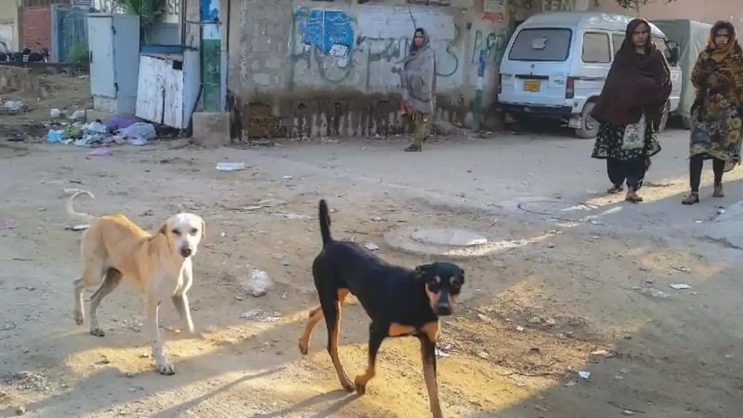 Sindh Rabies Death Toll Rises to 42 as Two More Die