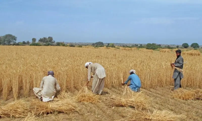 NA body wants wheat support price fixed at Rs5,000 per 40kg for Rabi season Farmers harvesting wheat near Chakwal as the wheat support price is set for the Rabi season