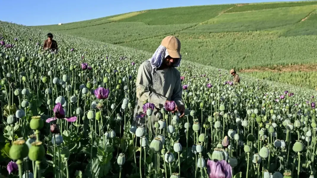 Afghan Opium Cultivation Surges, UN Says Afghan farmers harvesting sap from poppies in a field in Badakhshan — Afghanistan opium cultivation