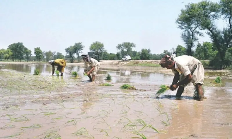 Irsa approves 22pc cut in Rabi water share for Punjab, Sindh
