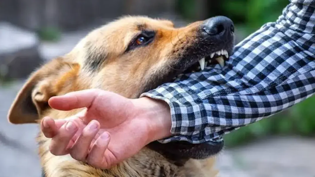 Suspected rabies case reported at Karachi’s Jinnah Hospital Representational image of a dog attack - suspected rabies case Karachi