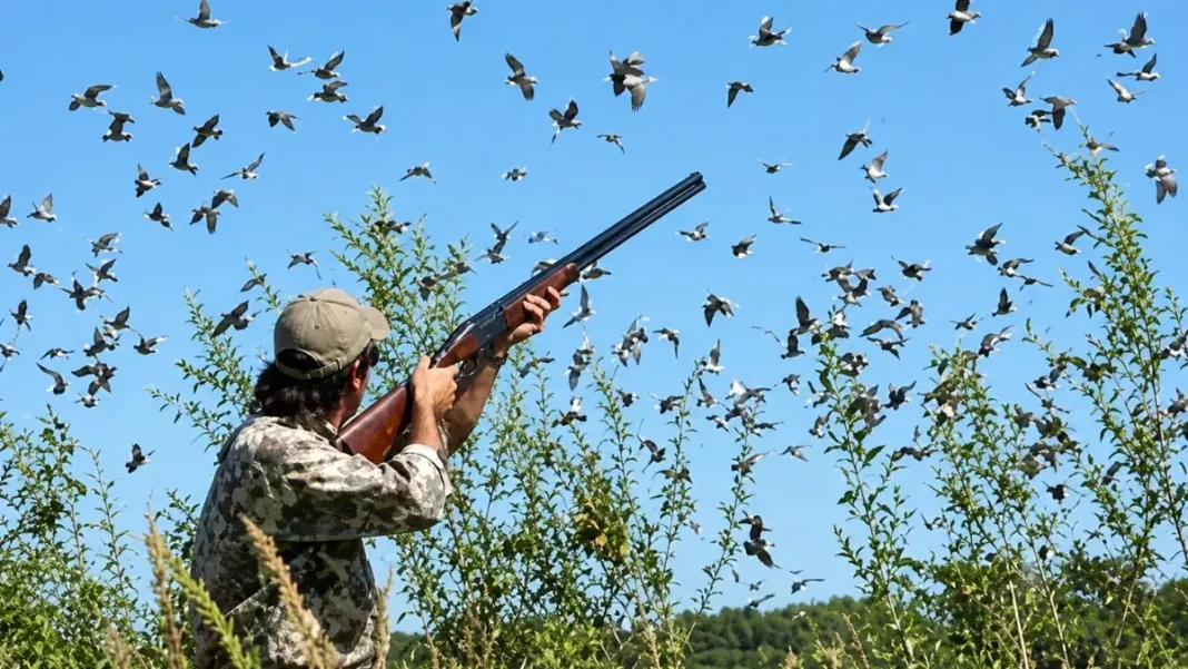 Five Booked for Illegal Hunting of Migratory Birds at Sindh’s Chotiari Dam migratory birds in Sindh — a hunter aims at a flock of birds