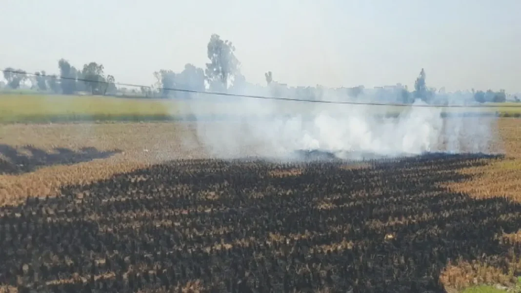 Punjab Crop Fires Outpace Indian Punjab 4.2 Times Punjab Crop Fires Outpace Indian Punjab 4.2 Times