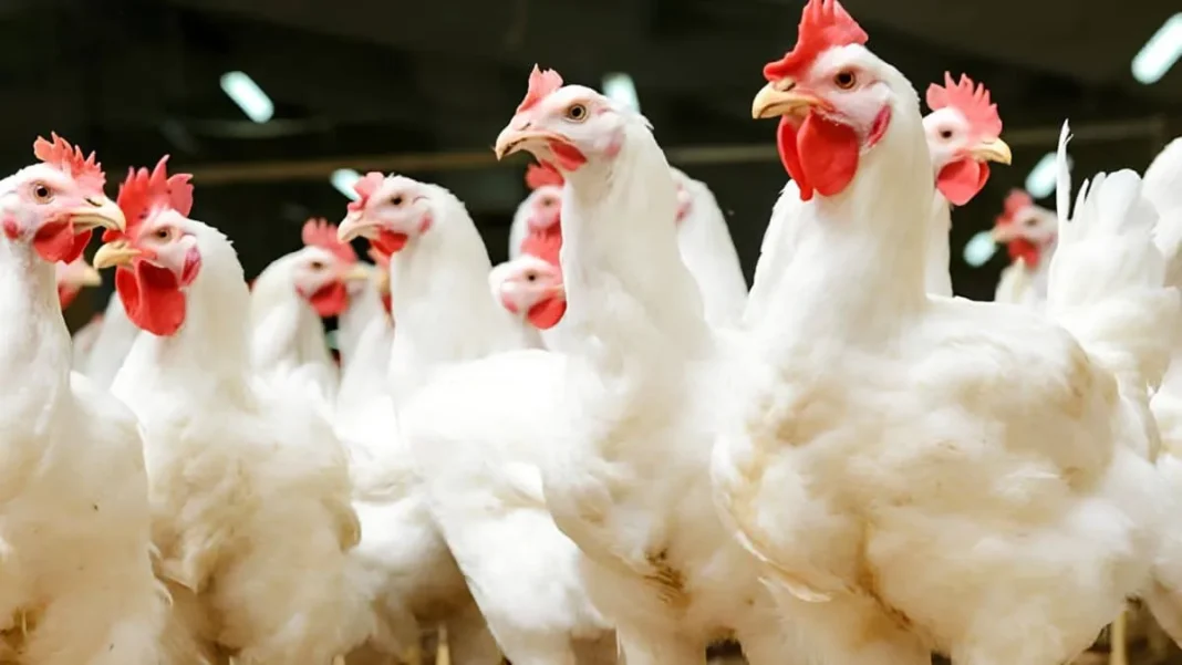 Pakistan Trials Antibiotic Alternatives on Chicken