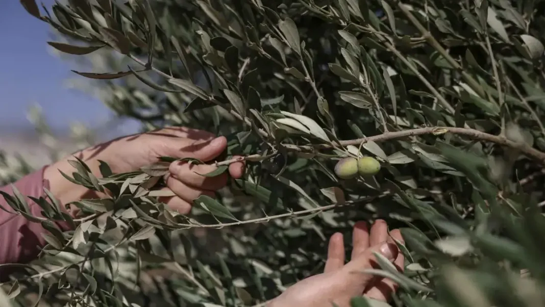 West Bank olive harvest opens amid fear of settler violence Hands picking olives from a branch during the West Bank olive harvest 2026