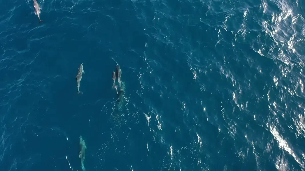 500-Plus Gwadar Dolphins Pod Spotted Off Coast