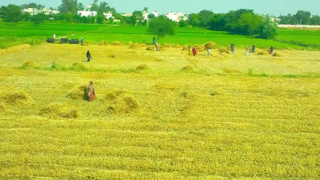 PM Shehbaz Orders Fair Wheat Prices Before Sowing Season Fair wheat prices: a wheat field in Punjab, Pakistan, as the PM promised new prices before sowing