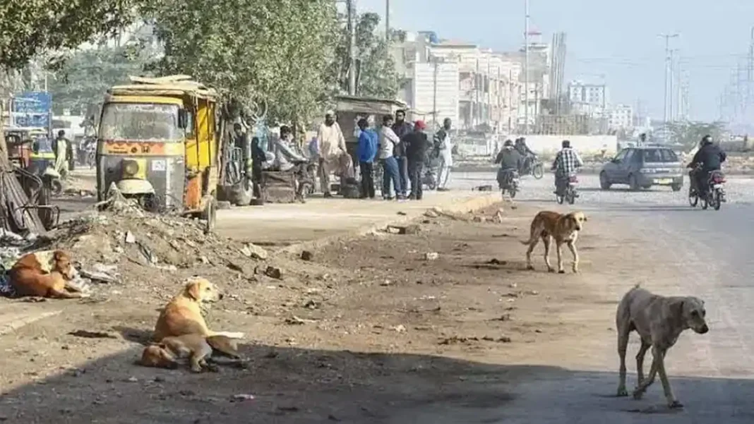 Hyderabad Rabies Death: 11-Year-Old Boy Dies After Dog Bite Stray dogs on a street in Sindh amid the province's rabies crisis
