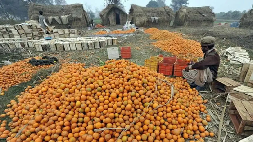 Pakistan Sets Kinnow Exports Roadmap for Five Years Kinnow piled up at a fruit market in Pakistan - kinnow exports roadmap