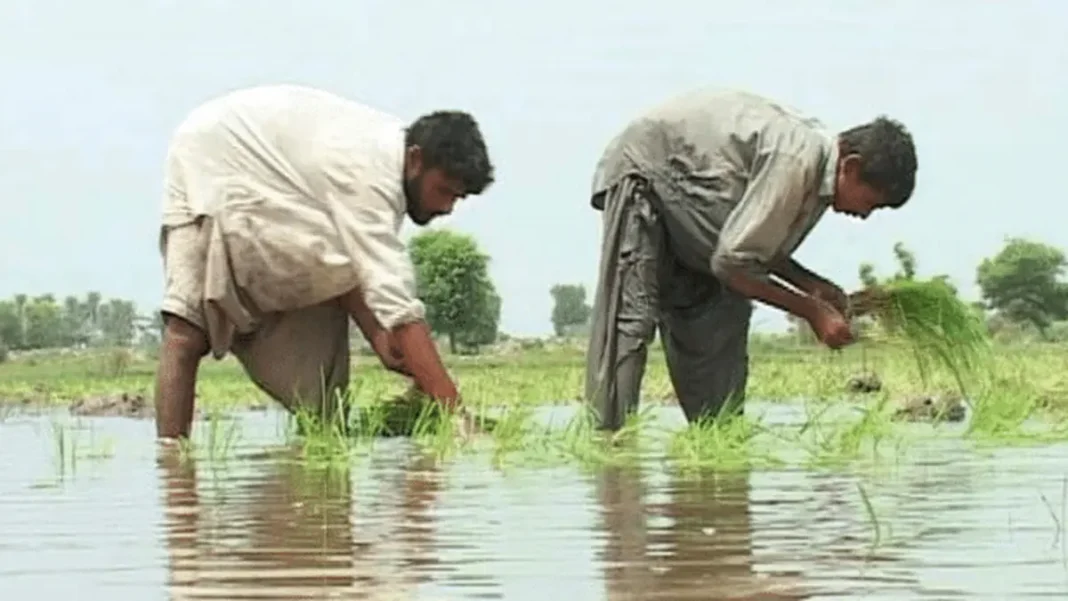 Pakistan Agriculture Financing Hits Rs1.329 Trillion Farmers transplanting rice seedlings in a flooded field — Pakistan agriculture financing