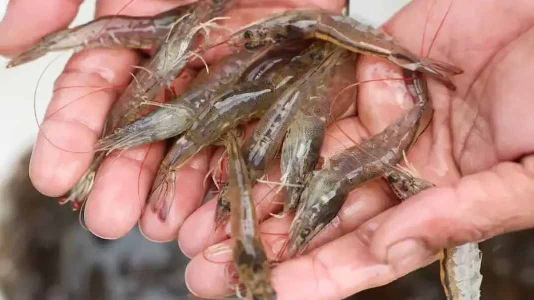 Pakistan Shrimp Farming Roadmap Gets 120 Days