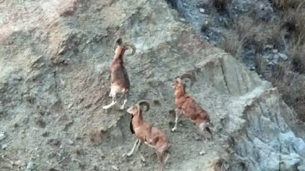 Punjab Wildlife Department Books 20 for Illegal Hunting in Province-Wide Crackdown illegal hunting Punjab: wild goats on a rocky slope