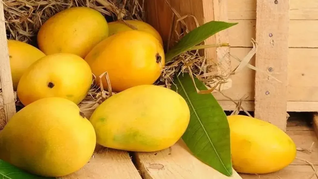 SECP Investigates SE Fruits IPO After Auditor Blunder SECP SE Fruits IPO: file photo of mangoes packed for export; SE Fruits exports mangoes, kinnow and potatoes