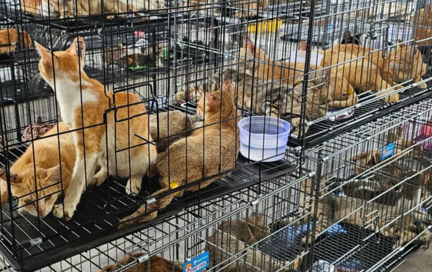 Vietnam Busts Cat-Stealing Ring Accused of Taking 2,700 Pets for Slaughter
