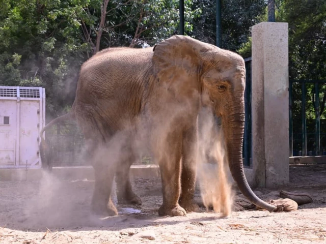 Madhubala beats TB but long road to recovery lies ahead, Four Paws chief says Madhubala the elephant dust-bathing at Karachi's Safari Park. Madhubala has beaten tuberculosis but needs weeks of intensive care.