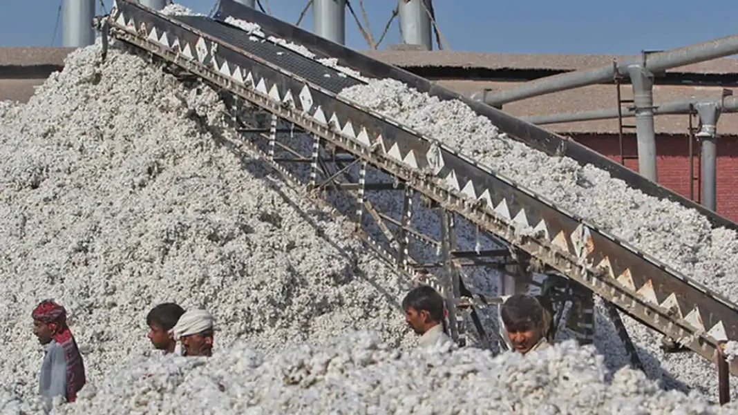 Cotton Sector Paralysis Fbr Raids Sindh cotton ginners FBR raids — Cotton Ginners FBR Raids Trigger Shutdown Threat