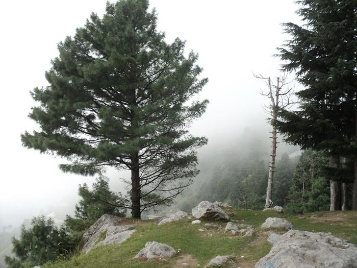 Khanaspur: Why You Should Visit & When to Go | Explore Pakistan