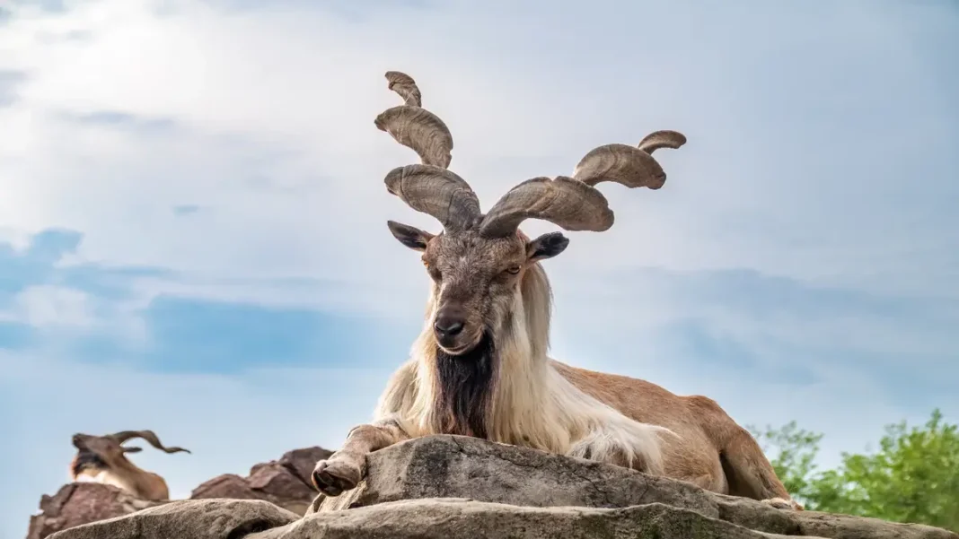 Facts About Pakistan for Kids: Easy & Fun A markhor with spiral horns, the national animal of Pakistan, in the mountains