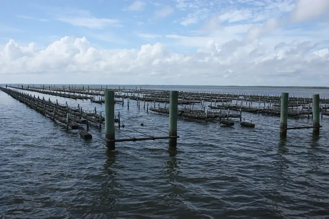 Auburn University Offers Funded Aquatic Research Places Auburn University scholarships aquaculture research farm